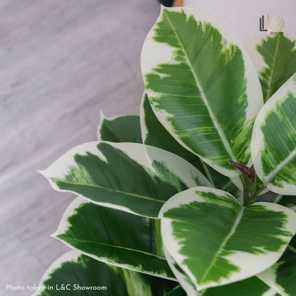 Ficus Elastica Artificial Plant - 80cm