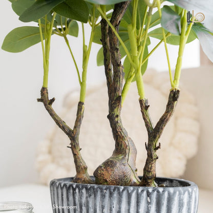 Schefflera Artificial Plant - 60cm