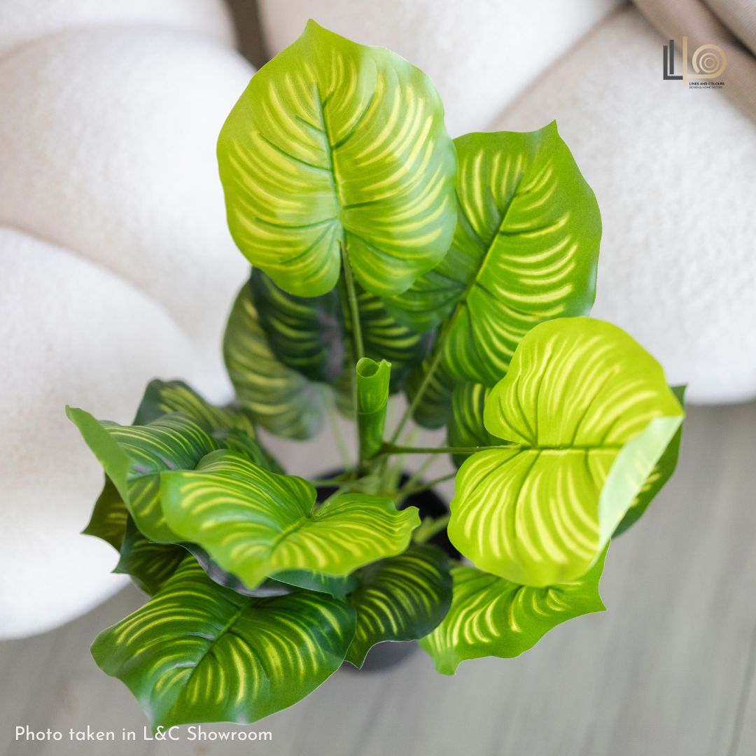 Arrowroot Artificial Plant - 45cm